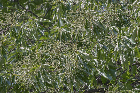 Image of American chestnut