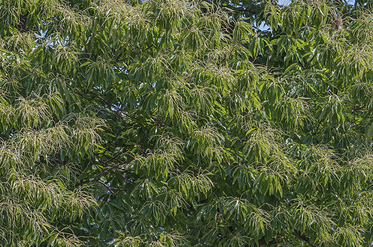 Image of American chestnut