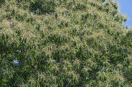 Image of American chestnut