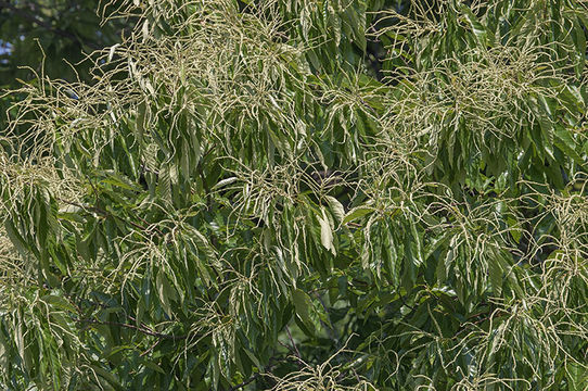 Image of American chestnut