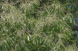 Image of American chestnut