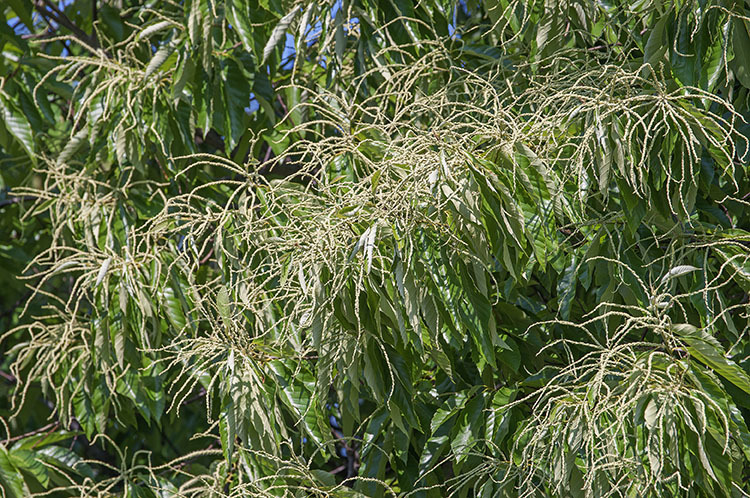 Image of American chestnut