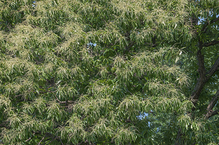 Image of American chestnut