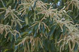 Image of American chestnut