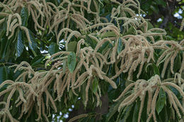 Image of American chestnut