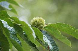 Image of American chestnut