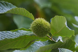 Image of American chestnut