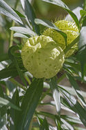 Image of Balloon milkweed