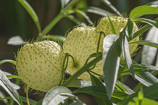 Plancia ëd Gomphocarpus physocarpus E. Meyer