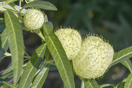 Plancia ëd Gomphocarpus physocarpus E. Meyer