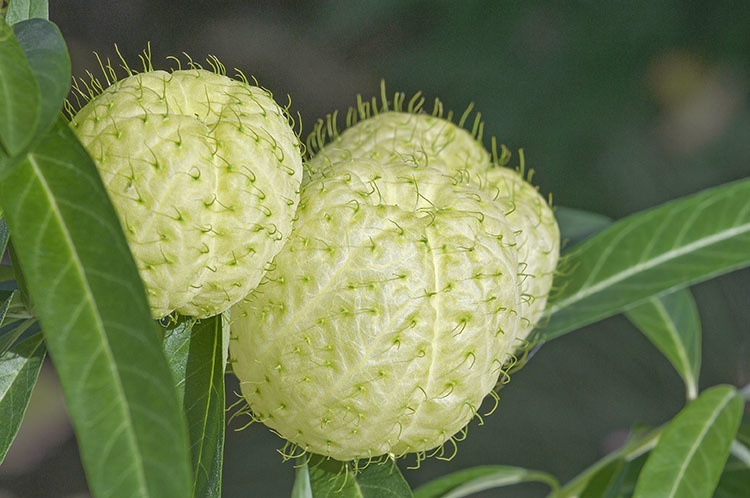 Image of Balloon milkweed
