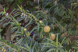 Plancia ëd Gomphocarpus physocarpus E. Meyer