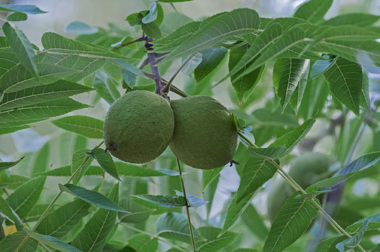 Image of black walnut