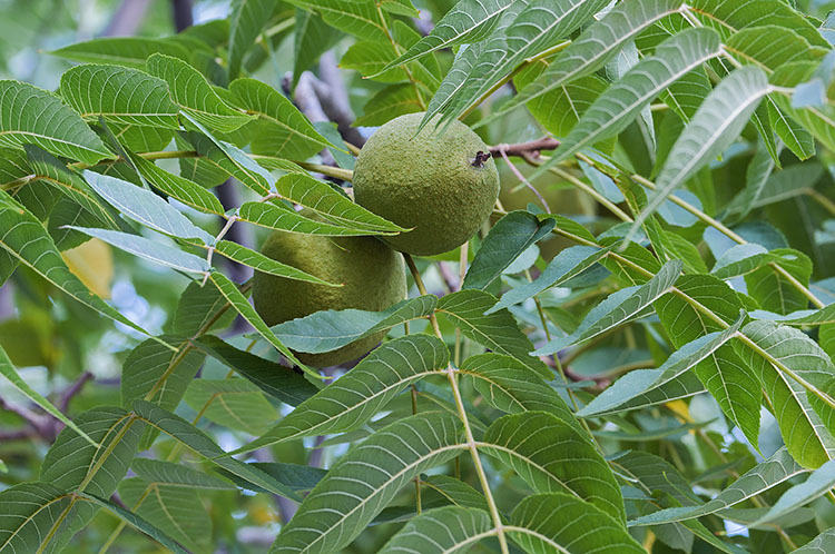 Imagem de Juglans nigra L.