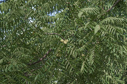 Image of black walnut