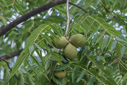 Imagem de Juglans nigra L.