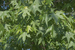 Sivun Lännenambrapuu kuva