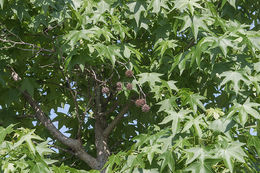 Amerika amber ağaci resmi