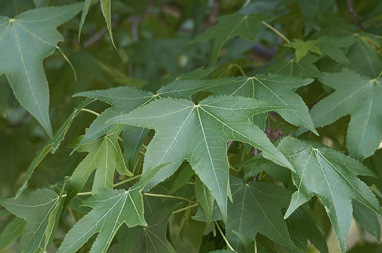 Image of American Sweetgum