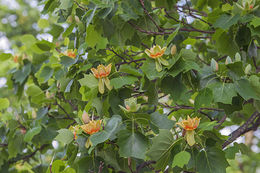 Image of Tulip tree