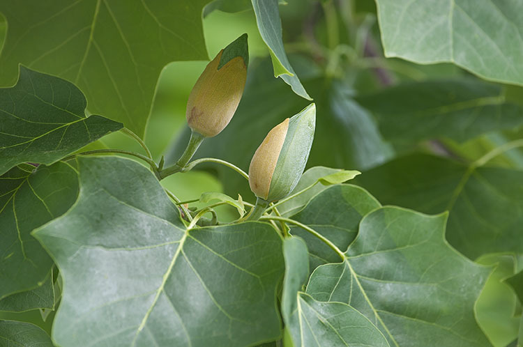 Image of Tulip tree