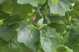 Image of Tulip tree