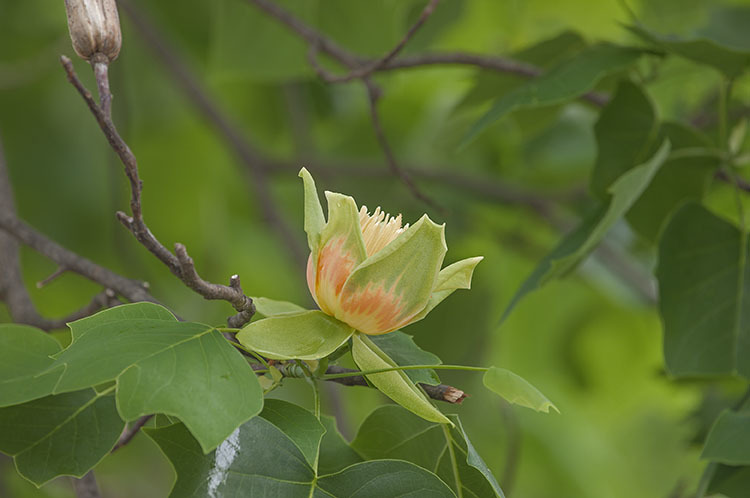 Image of Tulip tree