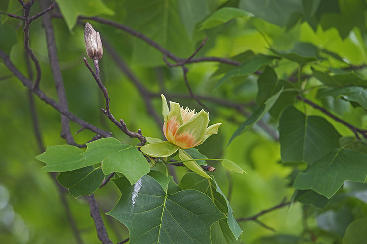 Image of Tulip tree