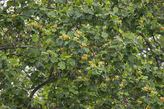 Image of Tulip tree