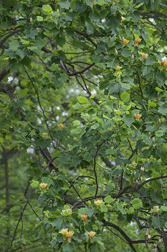 Image of Tulip tree