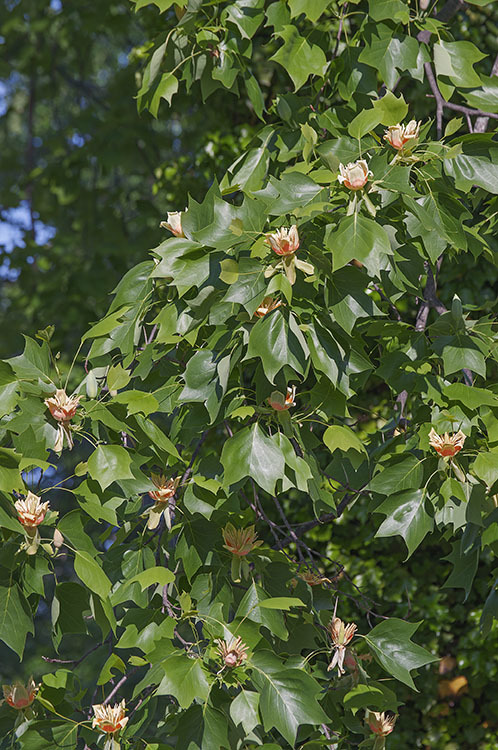 Image of Tulip tree