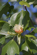 Image of Tulip tree