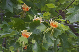 Image of Tulip tree