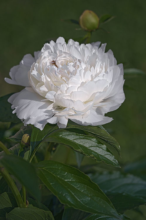 Plancia ëd Paeonia lactiflora Pall.