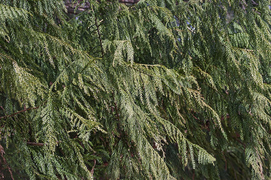 Image of Coffin Tree