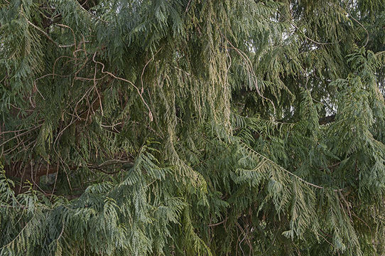 Image of Coffin Tree