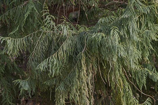 Image of Coffin Tree