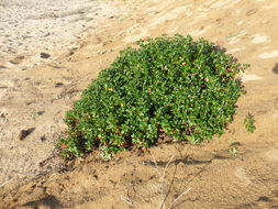 Image of seacliff buckwheat