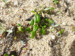 Image of seacliff buckwheat