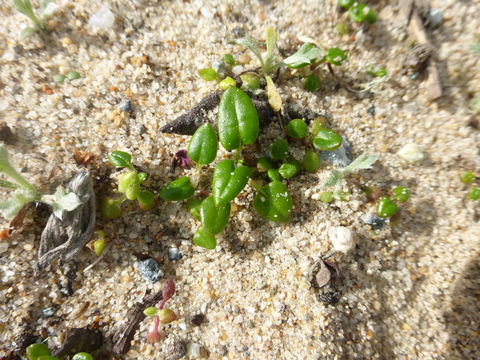 Image de Eriogonum parvifolium Sm.