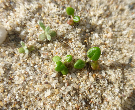 Image de Eriogonum parvifolium Sm.