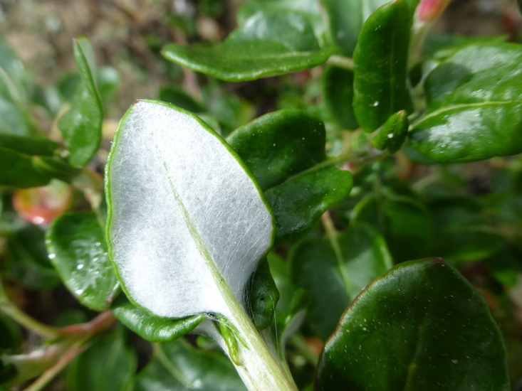 Image of seacliff buckwheat