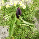 Image of Solomon's lily