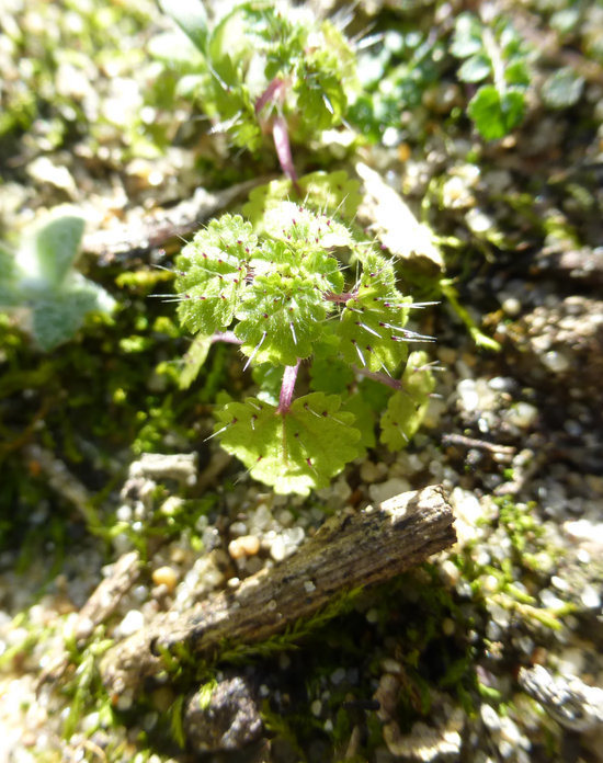 Image of western stingingnettle