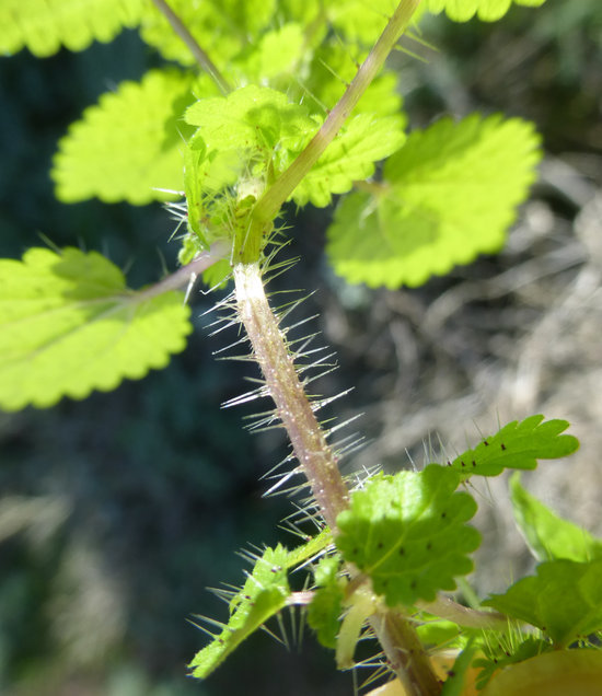 Image of western stingingnettle