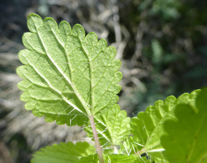 Image of western stingingnettle