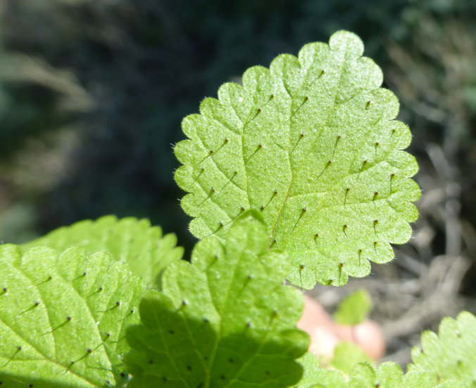 Image of western stingingnettle