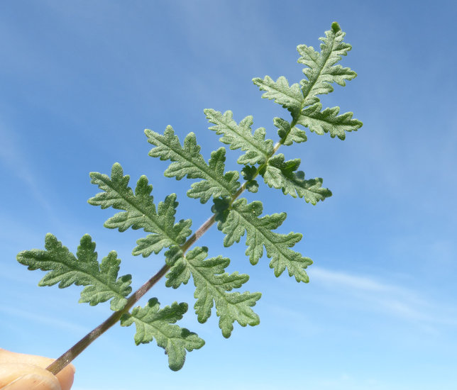 Image of distant phacelia