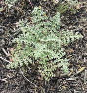 Image of distant phacelia