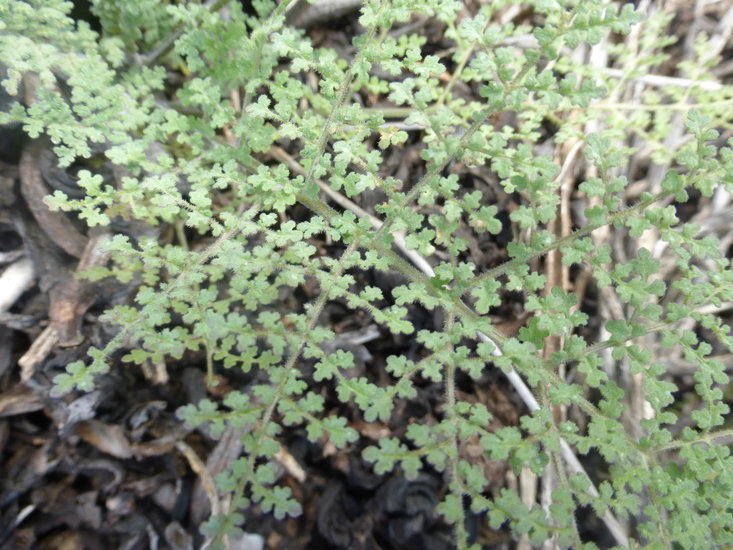 Image of distant phacelia